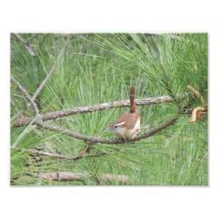 Carolina Wren na Impressão de Fotografia em Pine T