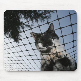 Carregue o gato no por do sol Mousepad