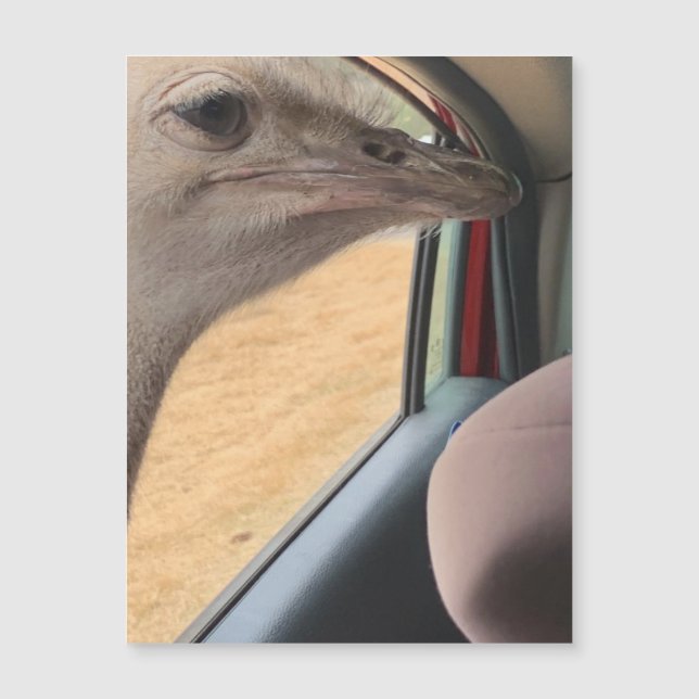 Carro Ostrich Magnet (Frente)