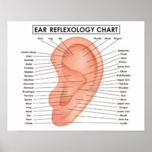 Carta 20" do Reflexology da orelha x 16", poster
