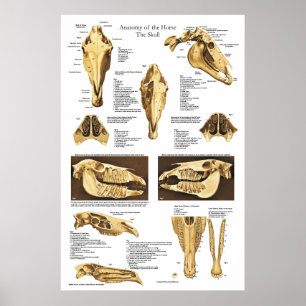 Carta anatômica do poster da anatomia do crânio 