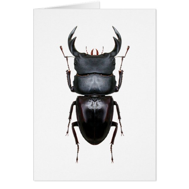 Cartão オオクワ・Dorcus (Frente)