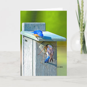 Cartão 020 Bluebird Nesting Card 5x7 Matte