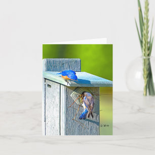 Cartão 020 Bluebird Nesting Note Card 4.25x5.5 Matte