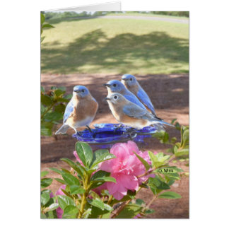 Cartão 050 Bluebirds cardam para sempre o resíduo