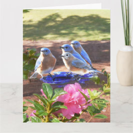 Cartão 050 dos Bluebirds resíduo metálico grande do