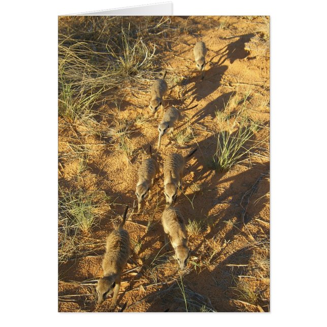 Cartão 10 de KMP - abelha-line de Moomins (Frente)