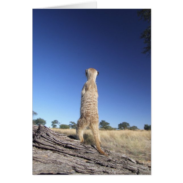 Cartão 13 de KMP - sentinela de Moomins (Frente)