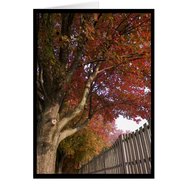 Cartão ~ 15 do outono (Frente)