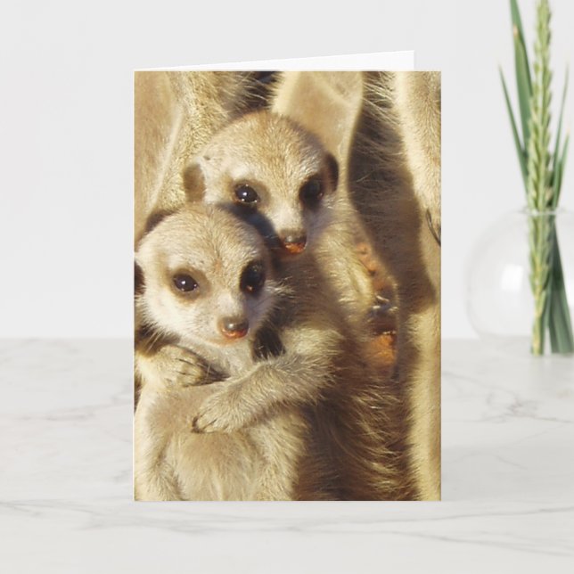 Cartão 1 de KMP - filhotes de cachorro Frisky (Frente)