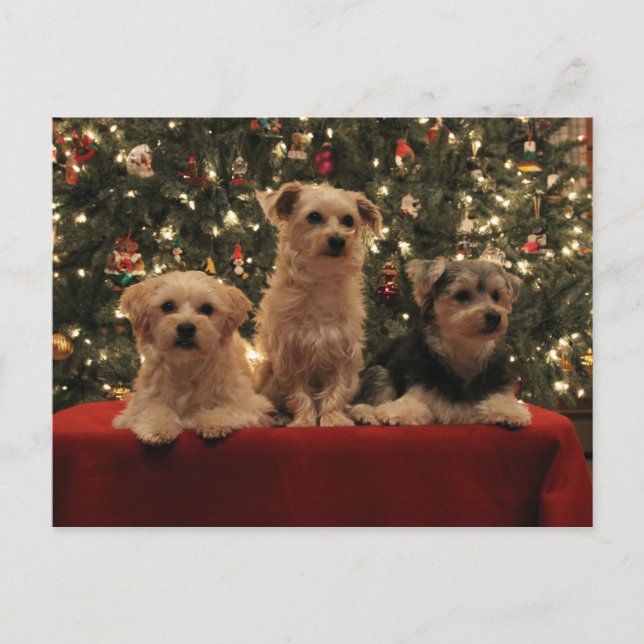 Cartão 1 do Natal do filhote de cachorro (Frente)