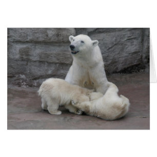 Cartão 1) Filhotes de urso polar