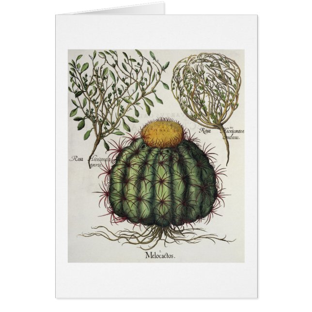 Cartão 1.Melocactus; aperta de 2.Rosa Hiericontea; 3.Rosa (Frente)