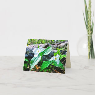 CARTÃO 1CARTÃO DE GREETING DE TRILLIUMES