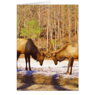 Cartão 2~ 2 Bull Elk na neve