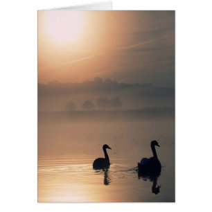 Cartão 2 cisnes