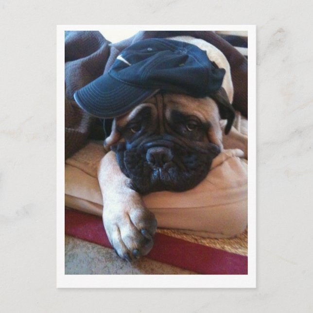 Cartão 2 de Bullmastiff Pablo (Frente)