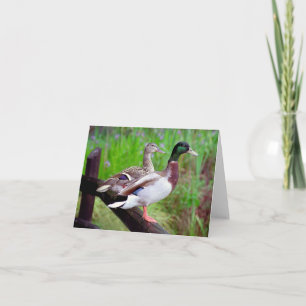 Cartão 2 Mallards On a Fence Note Card