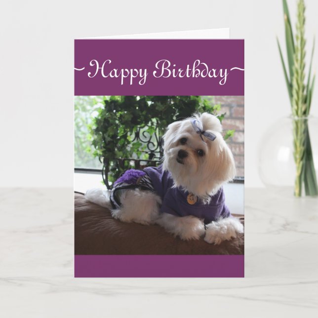 Cartão 2 malteses (Frente)