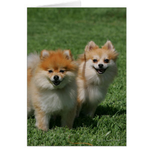 Cartão 2 Pomeranianos olhando para a câmera