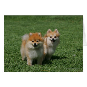 Cartão 2 Pomeranianos olhando para a câmera