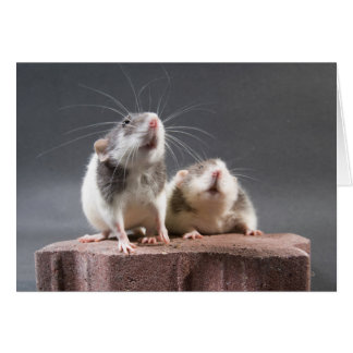 Cartão 2 ratos giros