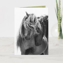 2 Sable Island Stallions Wilse Horse Greeting Card