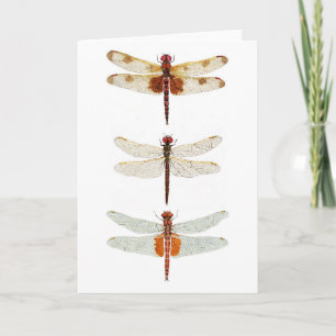 Cartão 3 Dragonfly Species Notecard
