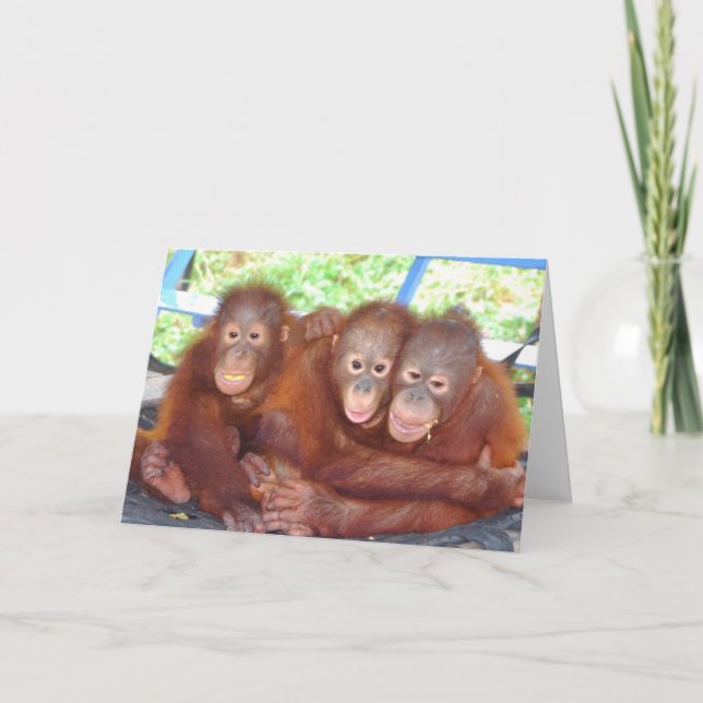 Cartão 3 Não é um povo - Bebês Orangutan (Frente)