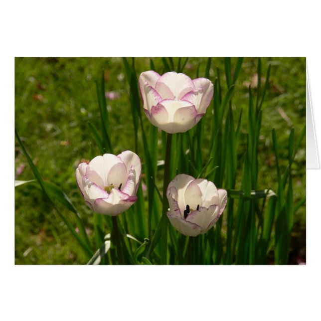 Cartão 3 Placa tulipa rosa-branca (Frente Horizontal)