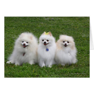 Cartão 3 Pomeranianos sentados