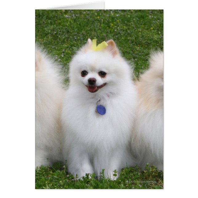 Cartão 3 Pomeranianos sentados (Frente)