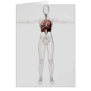 Cartão 3D Vista Do Sistema Respiratório Feminino