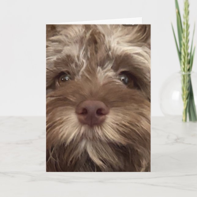 CARTÃO *50º ANIVERSÁRIO HUMOR DE COCKAPOO" (Frente)