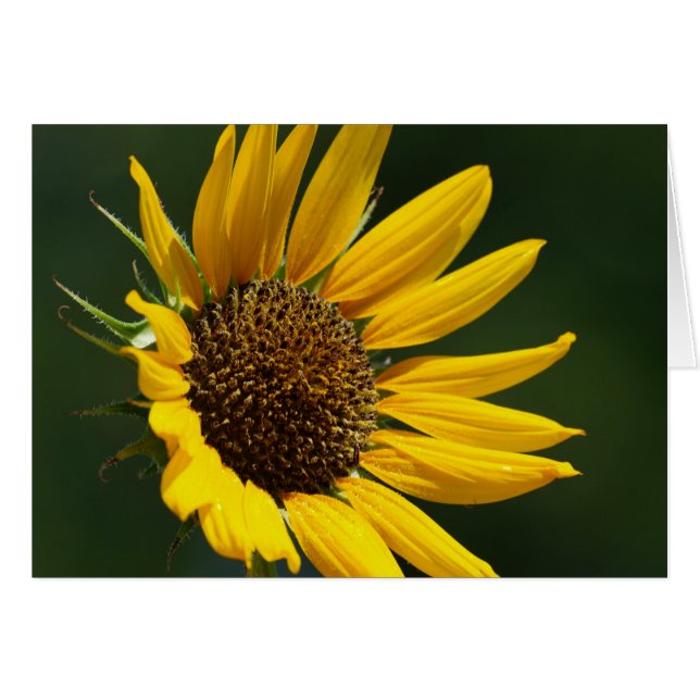 Cartão 5X7 do girassol de agosto (Frente Horizontal)