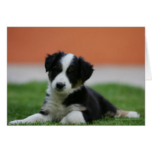 Cartão 6 border collie semanas de idade