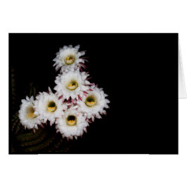 Cartão 6 penetra o cacto mais rico floresce