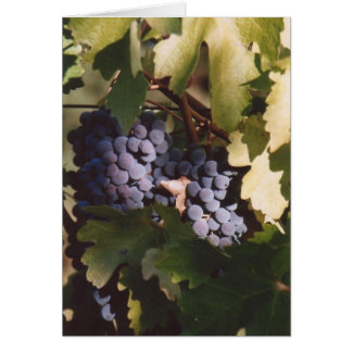 Cartão 85. Uvas Sunlit, Condado de Sonoma, CA