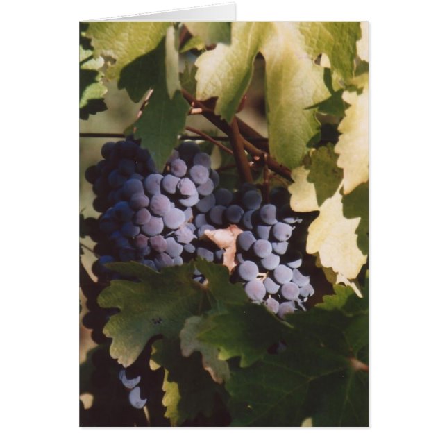 Cartão 85. Uvas Sunlit, Condado de Sonoma, CA (Frente)