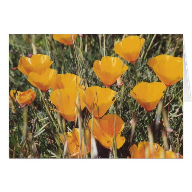 Cartão 89. Poppies da Califórnia (Frente Horizontal)