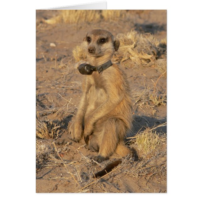 Cartão 9 - Miradouro Frisky (Frente)