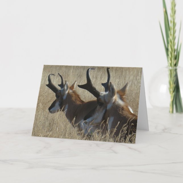 Cartão A23 Pronghorn Antelope Young Bucks Head Shot (Frente)