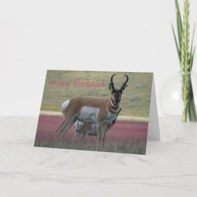 Cartão A24 Pronghorn Antelope Buck (Frente)