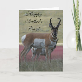 Cartão A24 Pronghorn Antelope Buck
