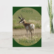 A39 Antílope Pronghorn Macho