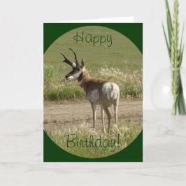Cartão A39 Antílope Pronghorn Macho