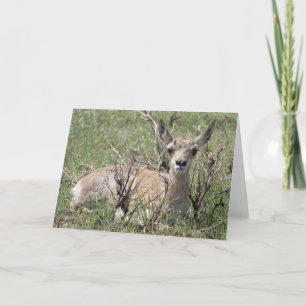 Cartão A7 Baby Pronghorn Antelope