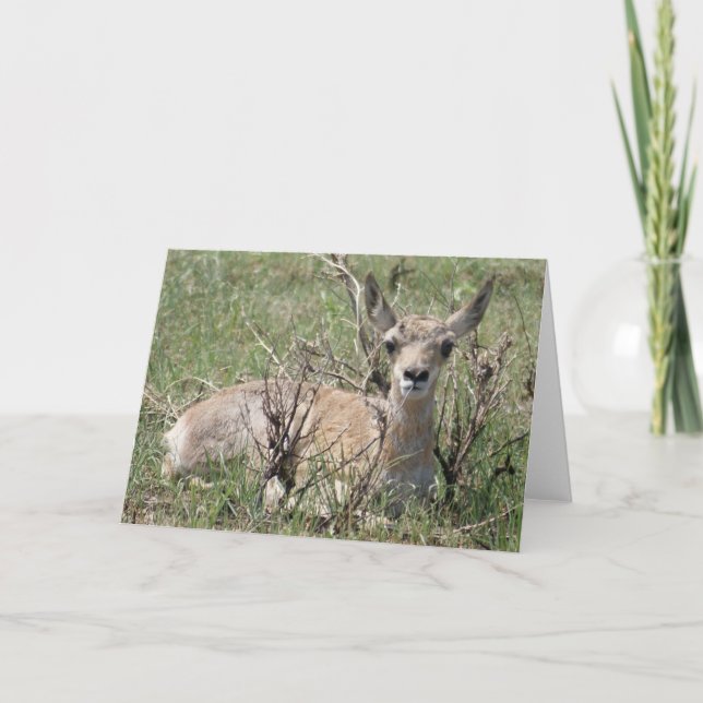 Cartão A7 Baby Pronghorn Antelope (Frente)