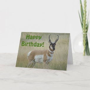 Cartão A8 Pronghorn Antelope Big Buck
