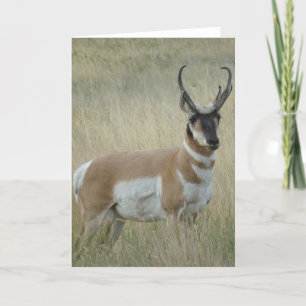 Cartão A9 Pronghorn Antelope Big Buck